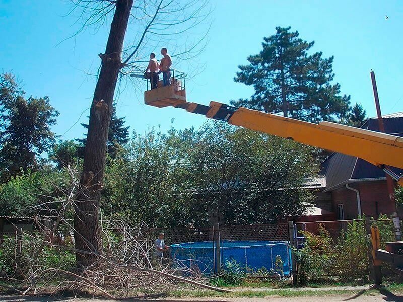 Фото процесса спила дерева на автовышке