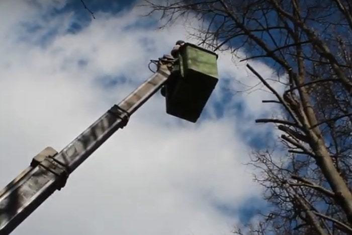 Фото кронирования дерева с автовышки