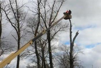 Фото спила аварийного дерева