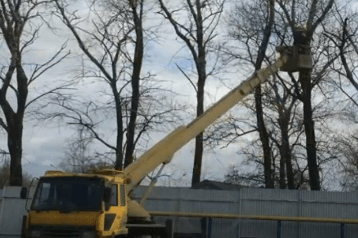 Фото начала процесса валки аварийного дерева