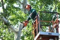 Фото кронирования деревьев